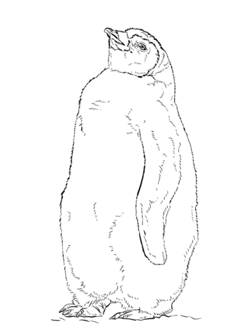 Emperor Penguin Chick Coloring Page